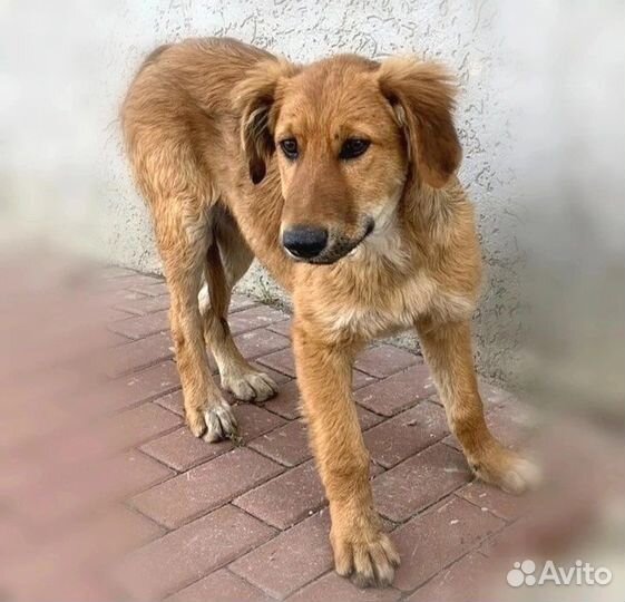 Щенок в добрые руки