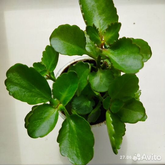 Цветок Каланхоэ лечебный цветущий