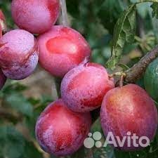 Слива «Виктория»