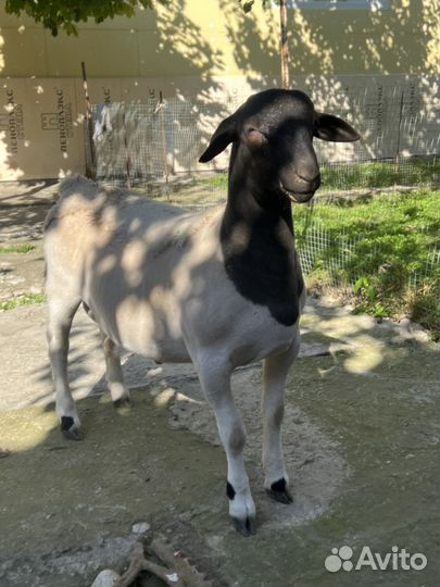 Баранчик дорпер