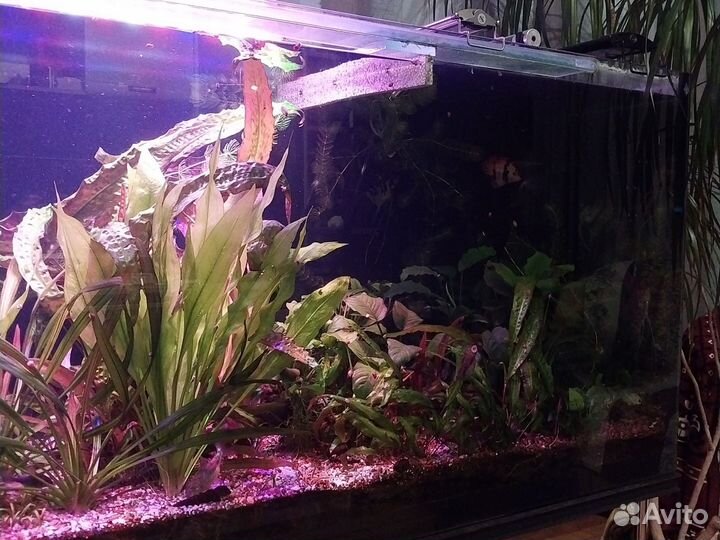 Аквариум с тумбой, 450 литров