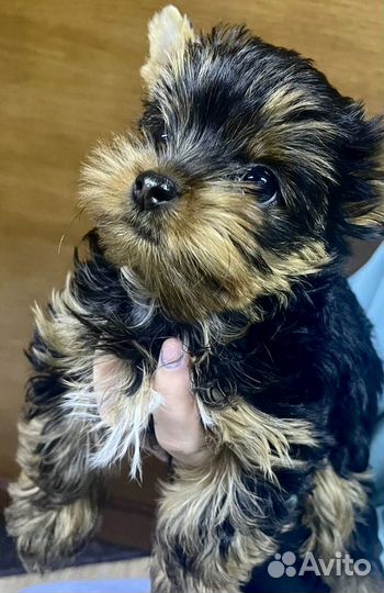 Йоркширский терьер