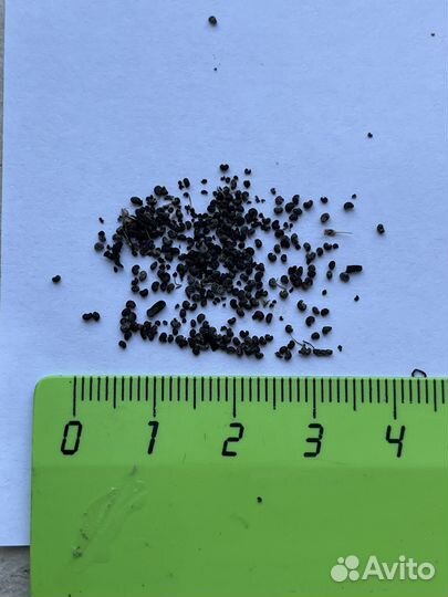 Мак многолетний (семена)