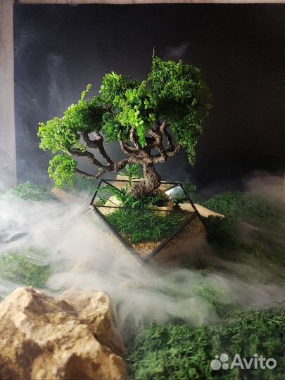 Бонсай/подарок/флорариум