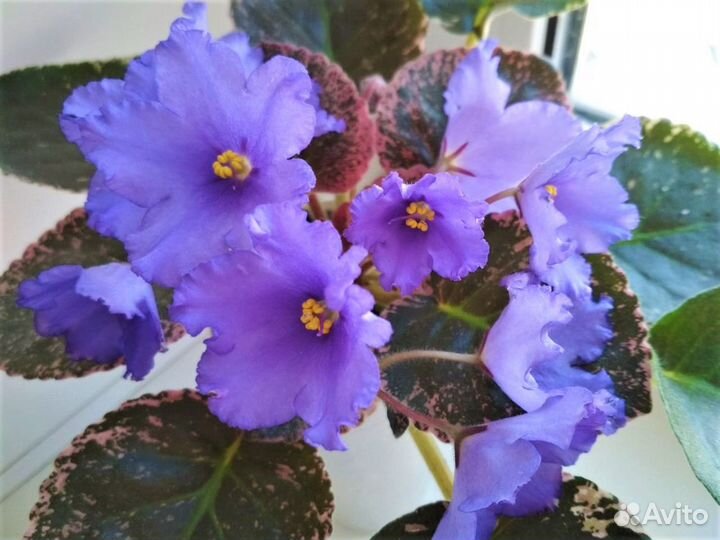 Сортовые фиалки, пасынки