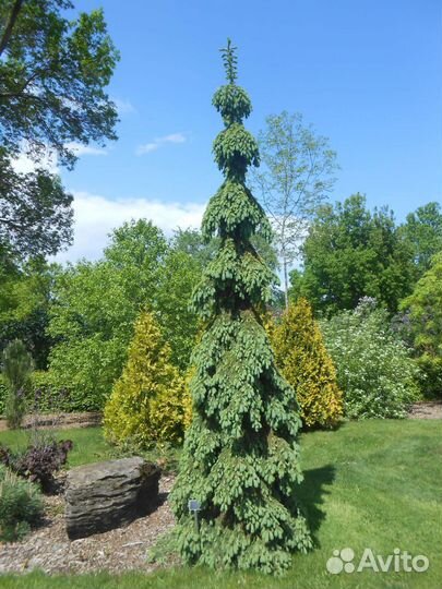 Ель плакучая информация в описании