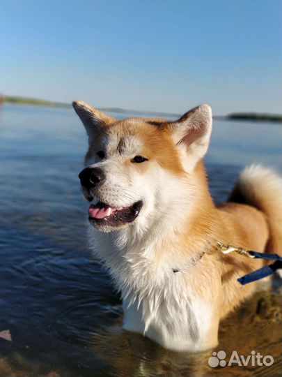 Акита ину вязка