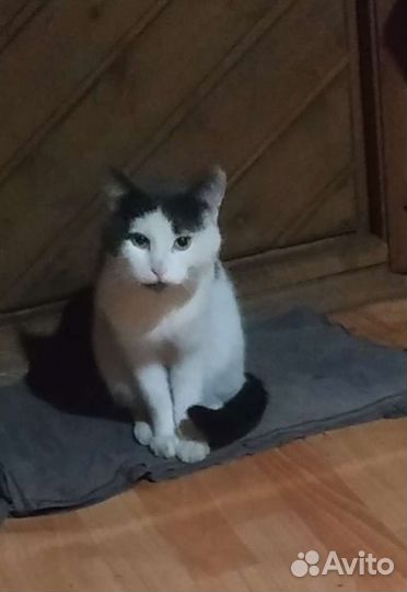 Котик бесплатно