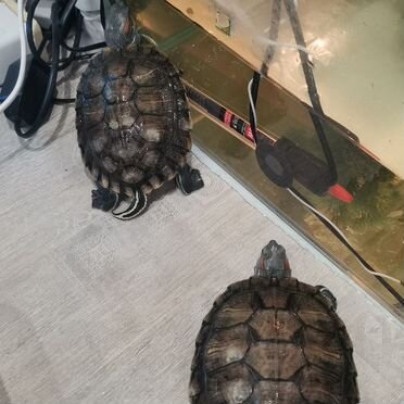 Красноухая черепаха с аквариумом