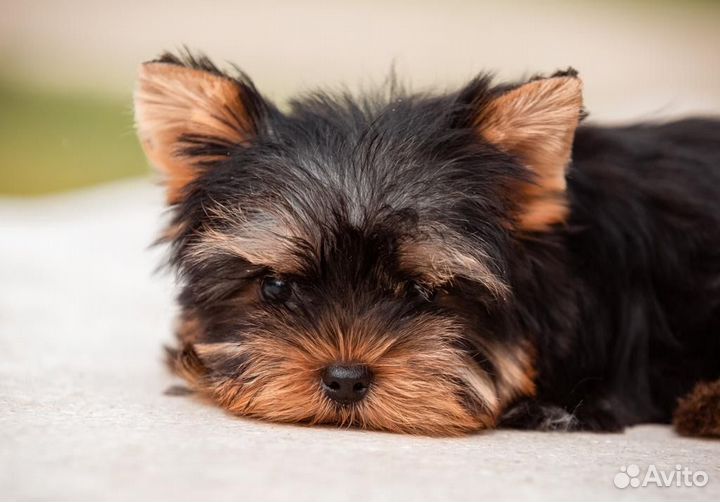 Йорки щенки девочки и мальчики