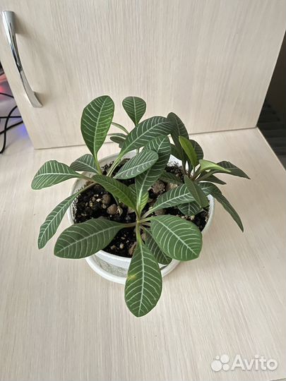 Комнатные цветы