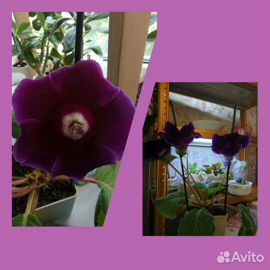 Комнатные растения, Глоксиния, Кроссандра