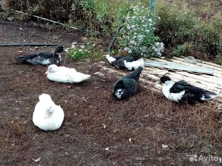 Мускусные утки индоутки индоутята