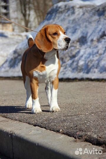 Бигль вязка