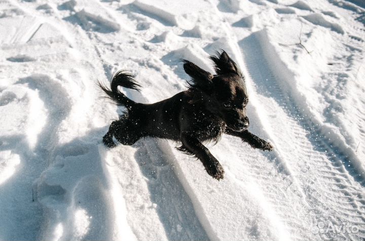 Отдам собачку в хорошие руки