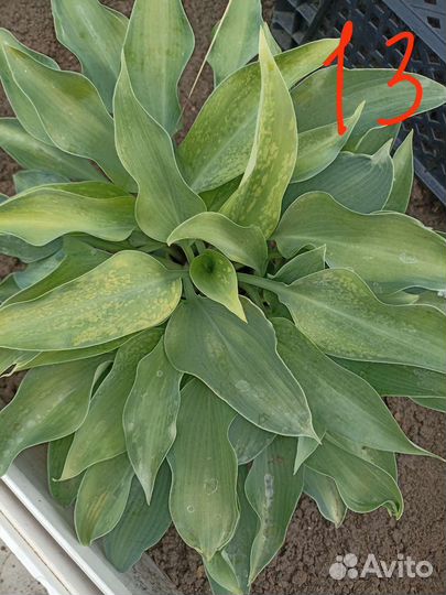 Хоста растение