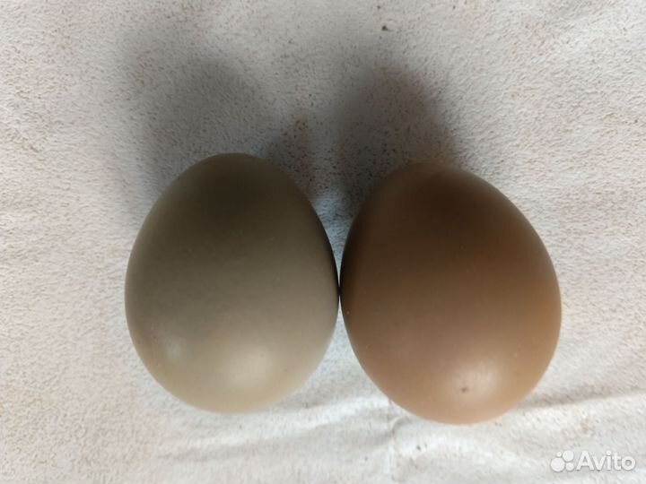 Инкубационное яйцо охотничьего фазана
