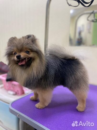 Стрижка собак и кошек виз академ