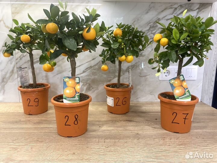 Мандариновое дерево