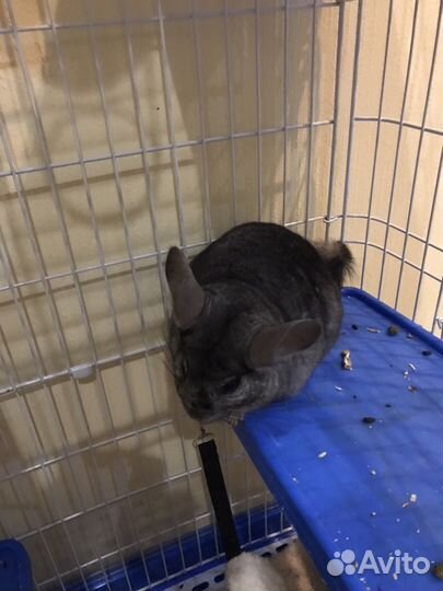 Гостиница для грызунов, шиншилл