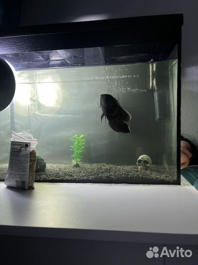 Астронотус