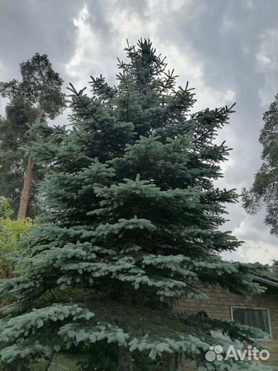 Семена голубой ели