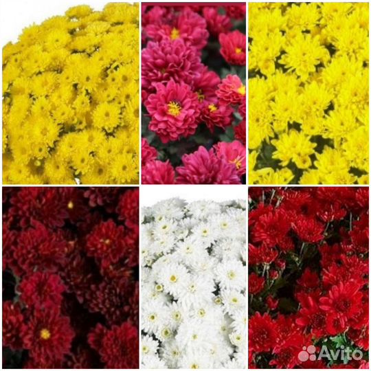 Хризантема мультифлора