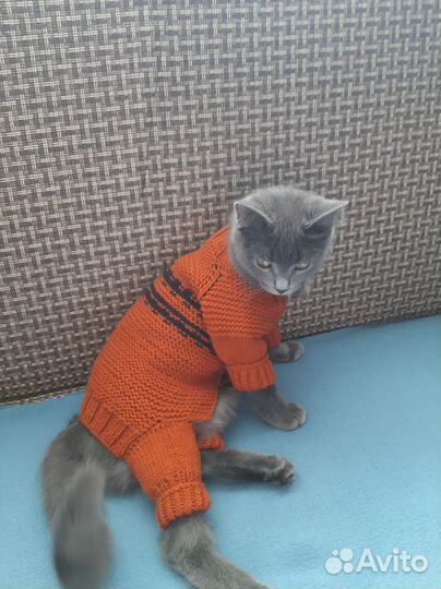 Одежда для маленьких собак