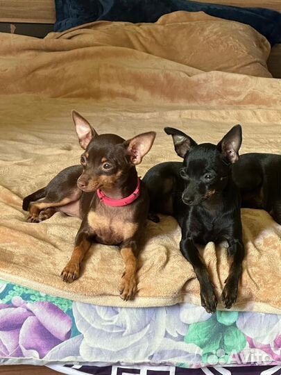 Той-терьер щенки