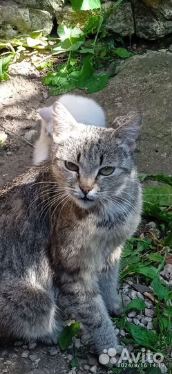 Кошки в добрые руки бесплатно