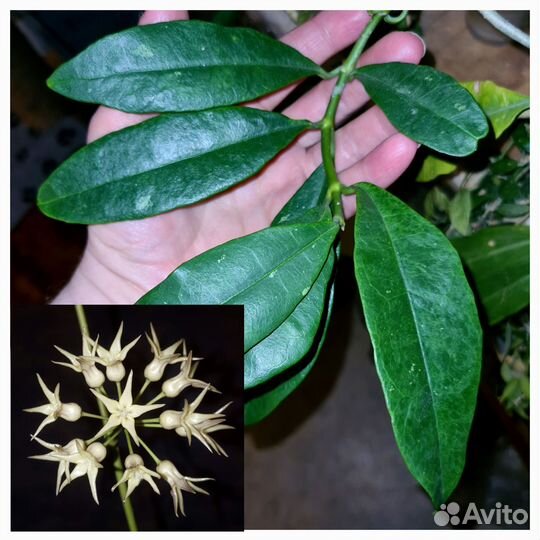 Хойя(хойи) /hoya(hoyas) 5