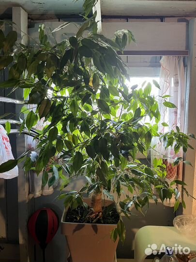 Фикус бенджамина