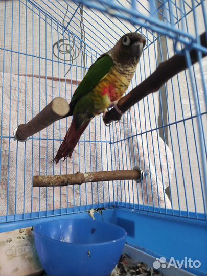 Попугаи пиррура