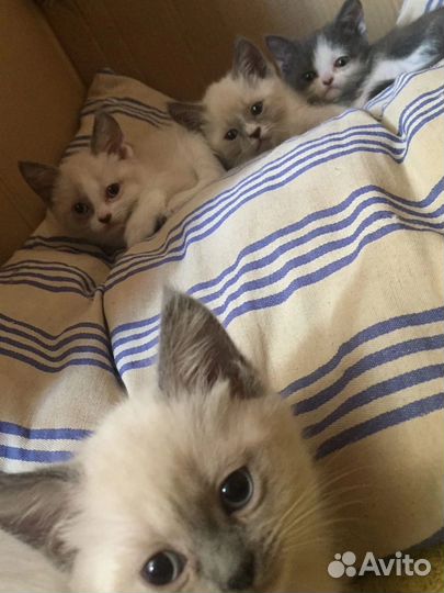 Котята от вислоухой кошки