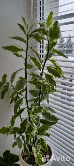 Педилантус