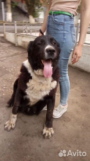 Щенки Среднеазиатской овчарки