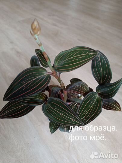 Цветы разные(часть 5)