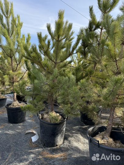 Сосна 1,5-2 м