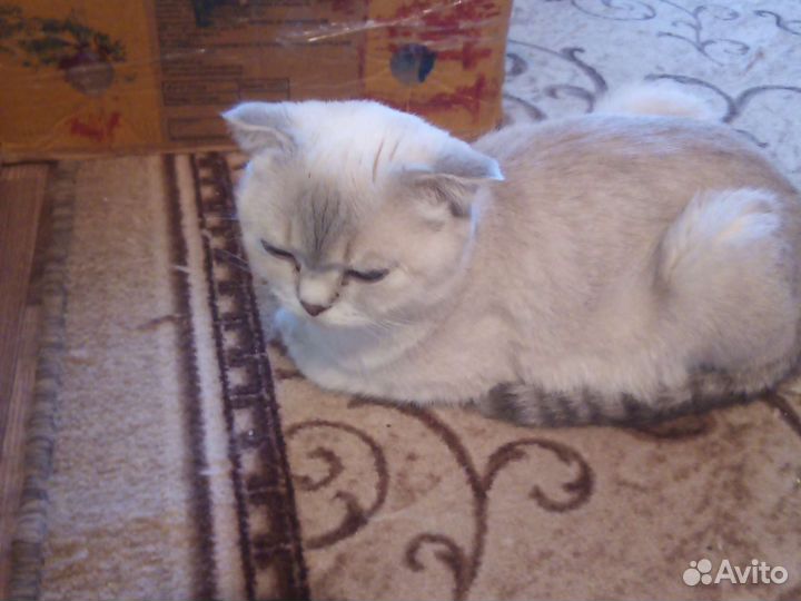 Котята в добрые руки 1 месяц