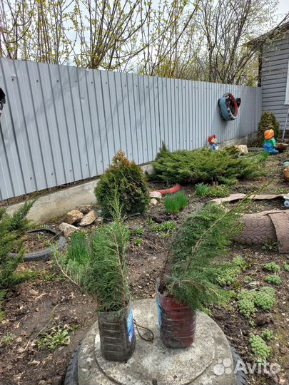 Можжевельник стелющийся