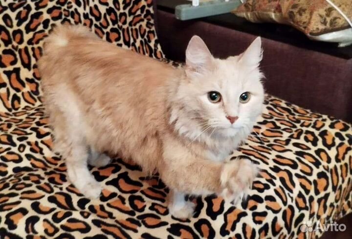 Кошечка в добрые руки