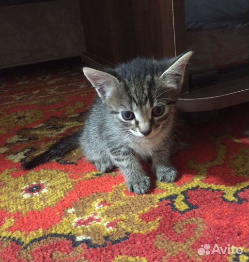 Домашние котята