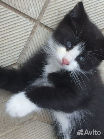 Отдам кота в добрые руки