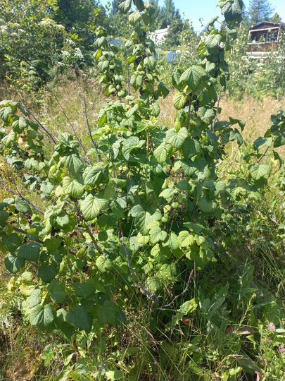 Дом 30 м² на участке 10 сот.