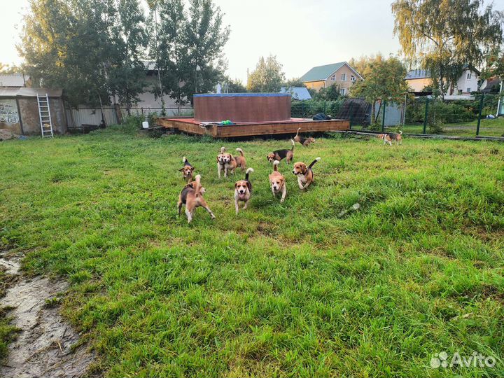 Передержка (зоо-гостиница) для биглей