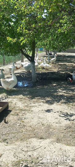 Гусь порода линда