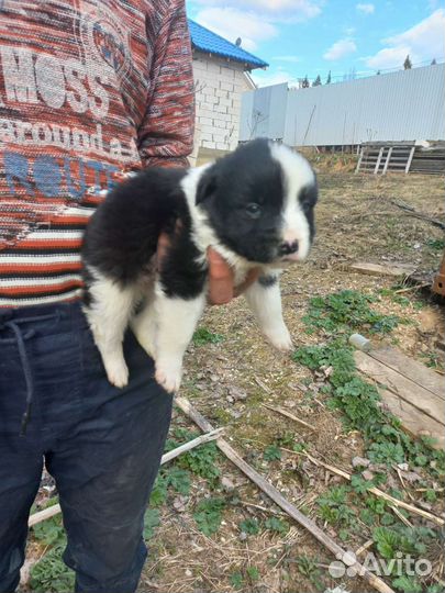 Щенки на свалке: вызван отлов