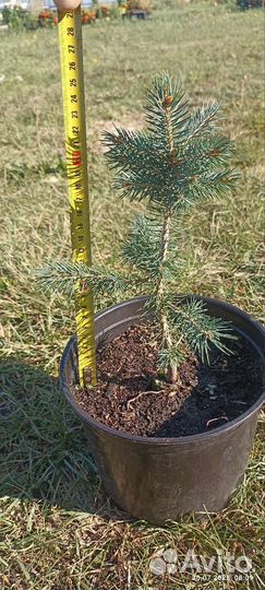 Ель голубая