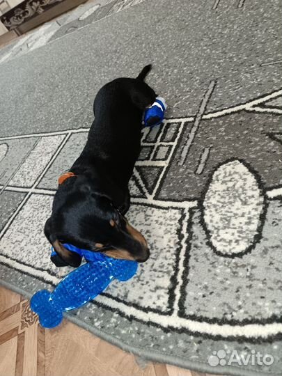 Такса в добрые руки