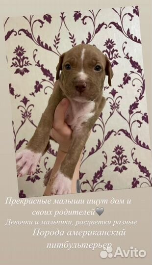 Щенки питбультерьера